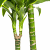 Dracaena Deremensis 'Dorado' met mand