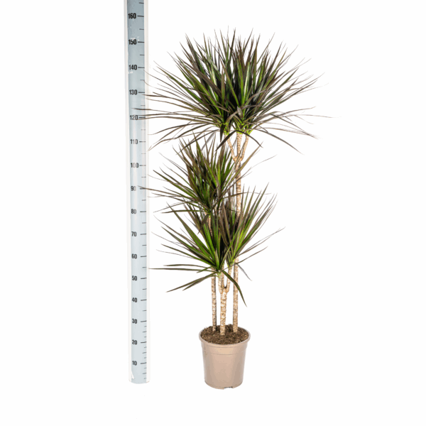 thumbnail_6000-76.png Dracaena Marginata 'Magenta' met mand